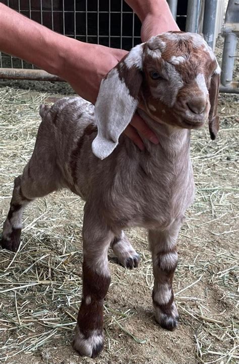 dappled boer goats for sale